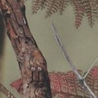 PERCUSSION - Camouflage Ghostcamo Forest